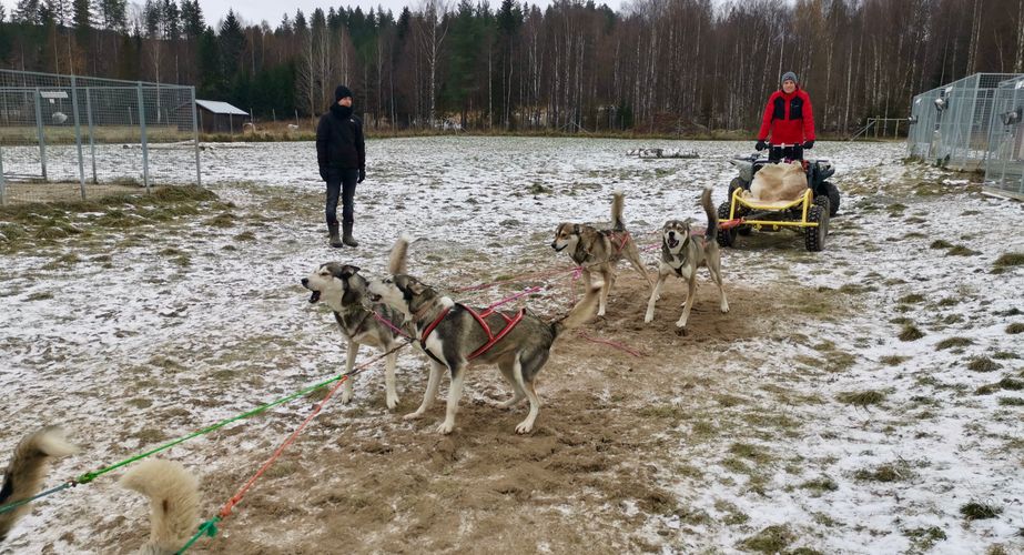 Klaar voor mushing